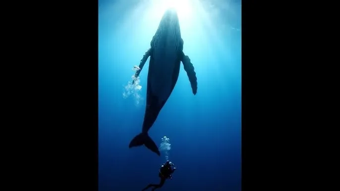 一路向西哪里能看 - 深蓝星球：探索海洋深处的未知世界